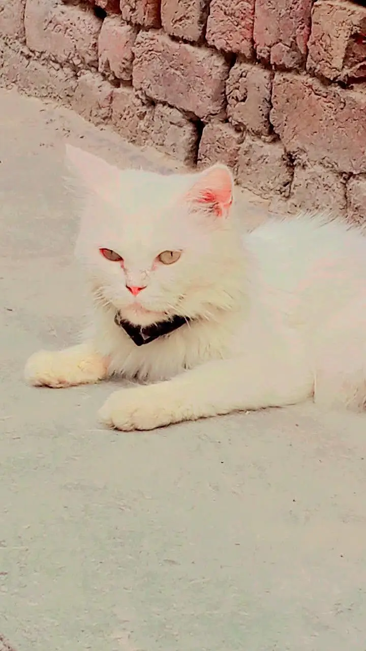 Cat on sell — photo 2