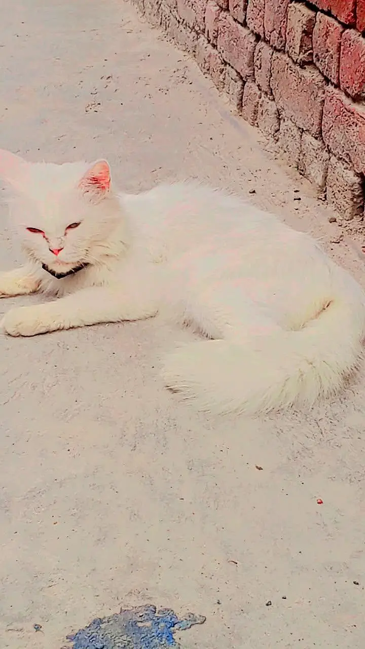 Cat on sell — photo 3