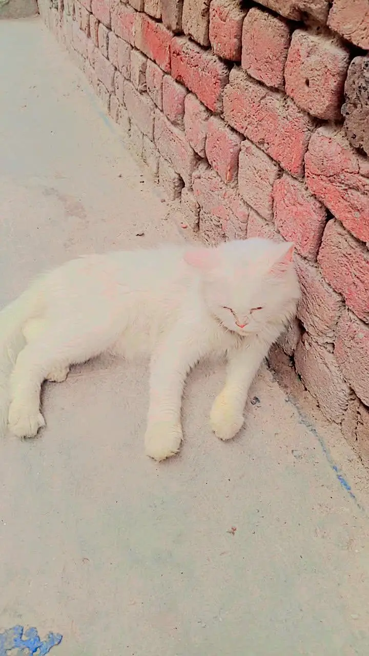 Cat on sell — photo 4