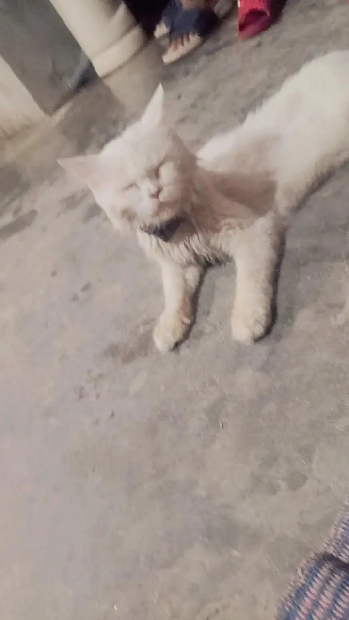 Cat on sell — photo 5
