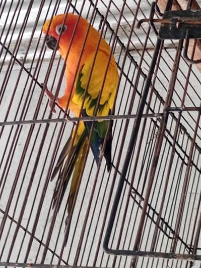 suncoure high red factor male