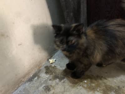 Tortoishiell  0305 - 87-47-07-0