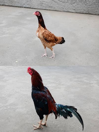 Mianwali Aseel Lakha Pair for Sale in Gujranwala