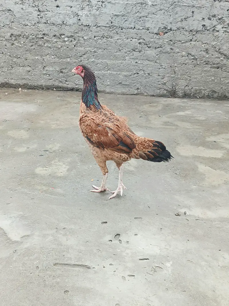Mianwali Aseel Lakha Pair for Sale in Gujranwala — photo 2