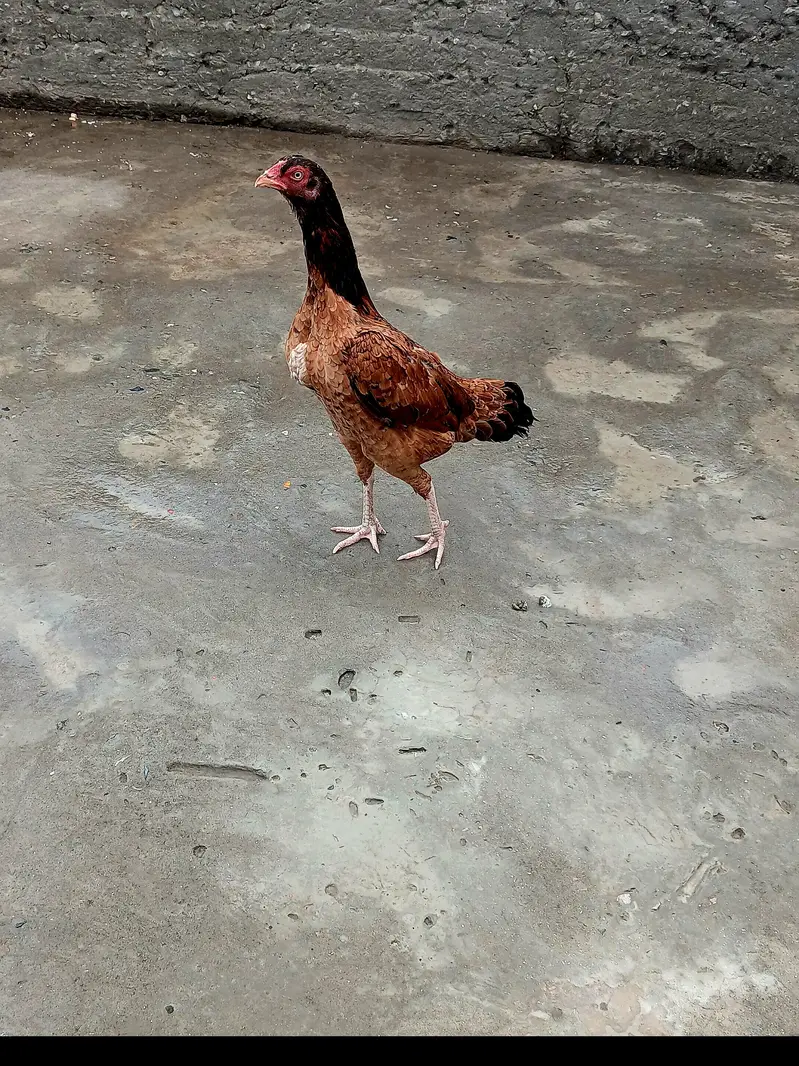 Mianwali Aseel Lakha Pair for Sale in Gujranwala — photo 3