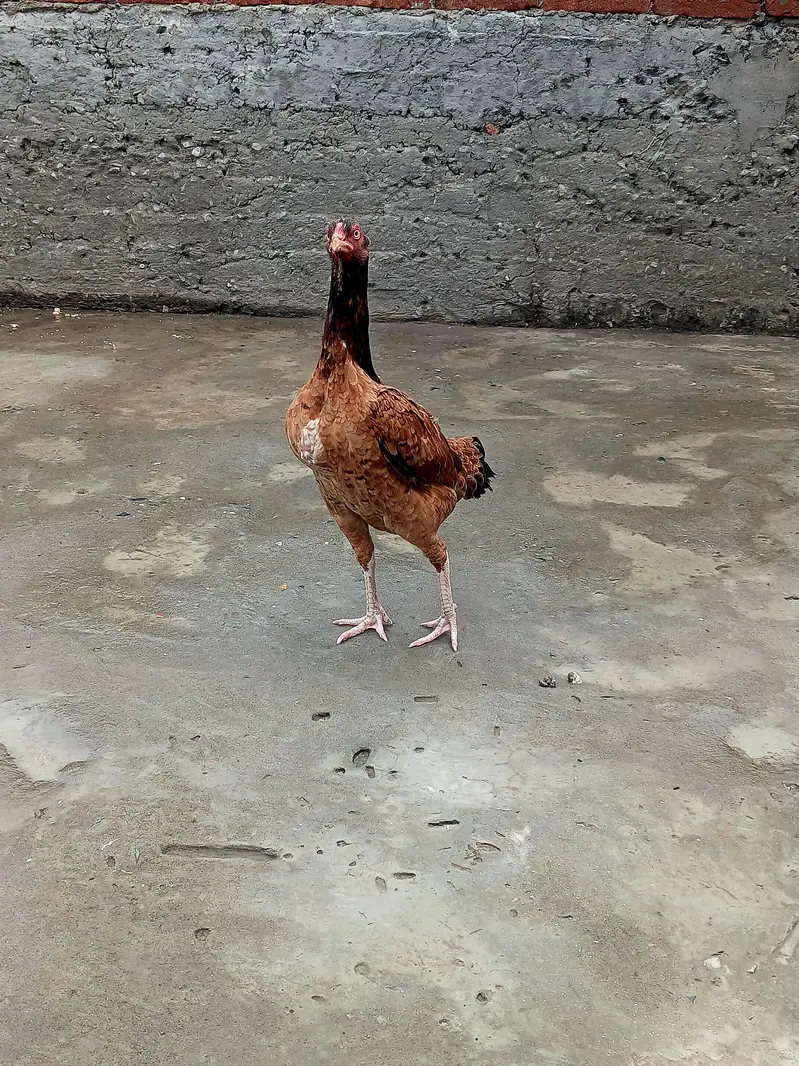Mianwali Aseel Lakha Pair for Sale in Gujranwala — photo 4