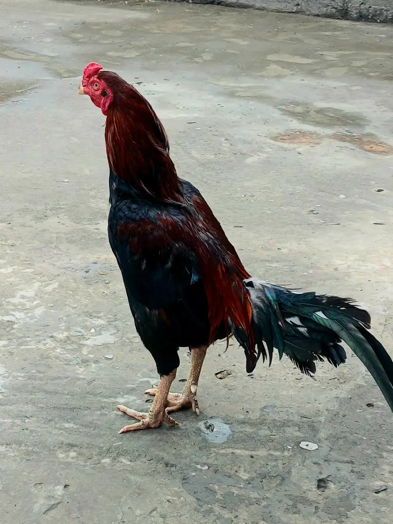 Mianwali Aseel Lakha Pair for Sale in Gujranwala — photo 5