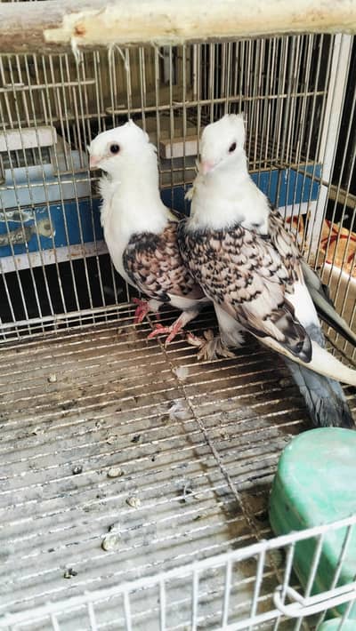 Sentient Pigeons Pair