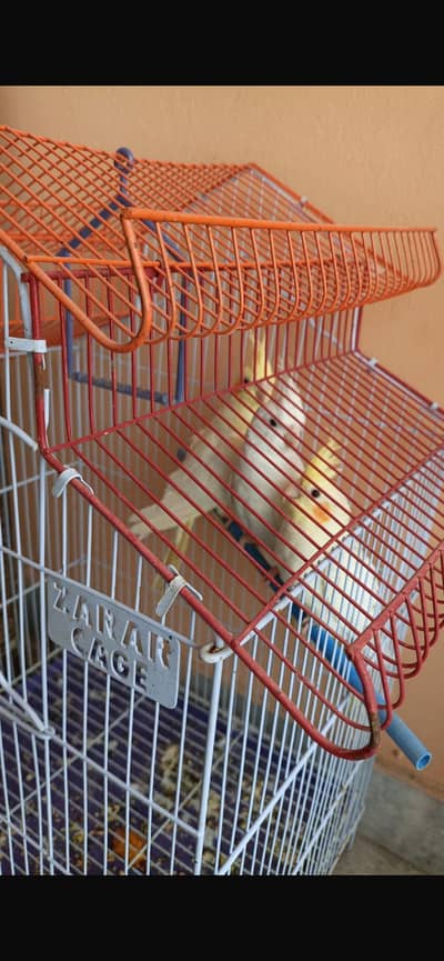 Cockatiel