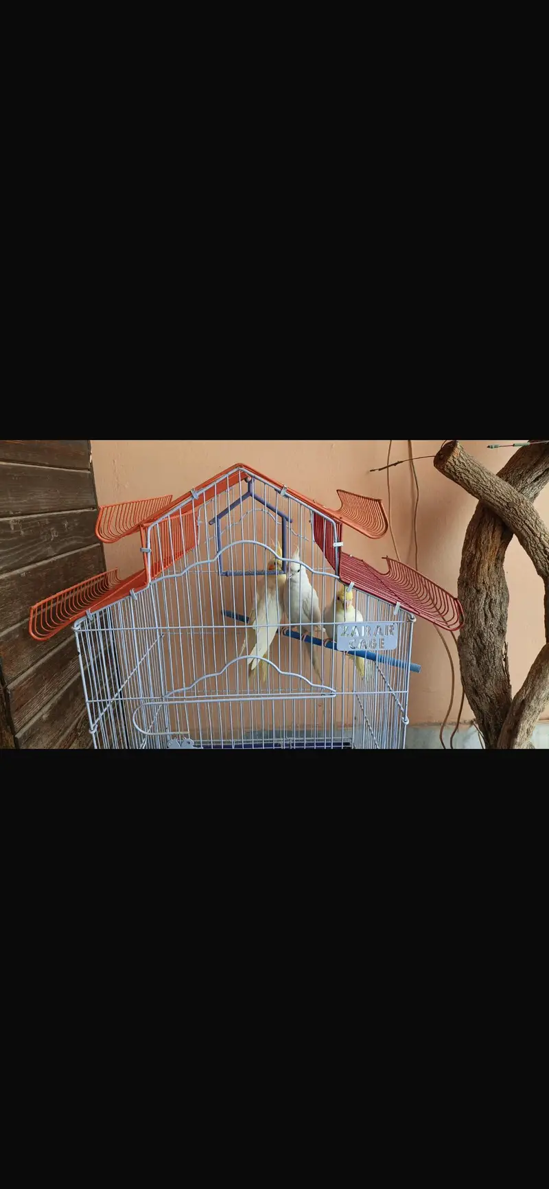 Cockatiel — photo 2