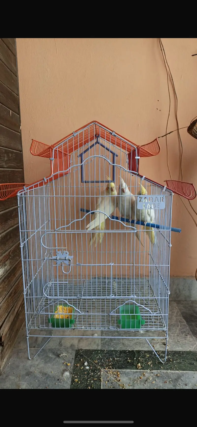 Cockatiel — photo 3