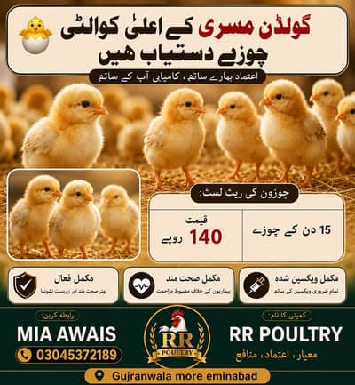 گولڈن مسری کے اعلیٰ کوالٹی چوزے دستیاب | RR Poultry