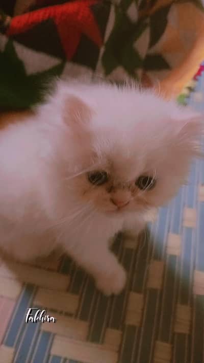 pair 40000 per kitten 25000