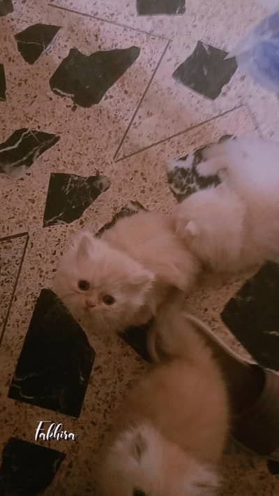 triple code percian male cat
