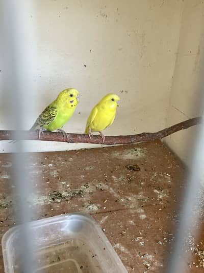 Australian Breeder pair available