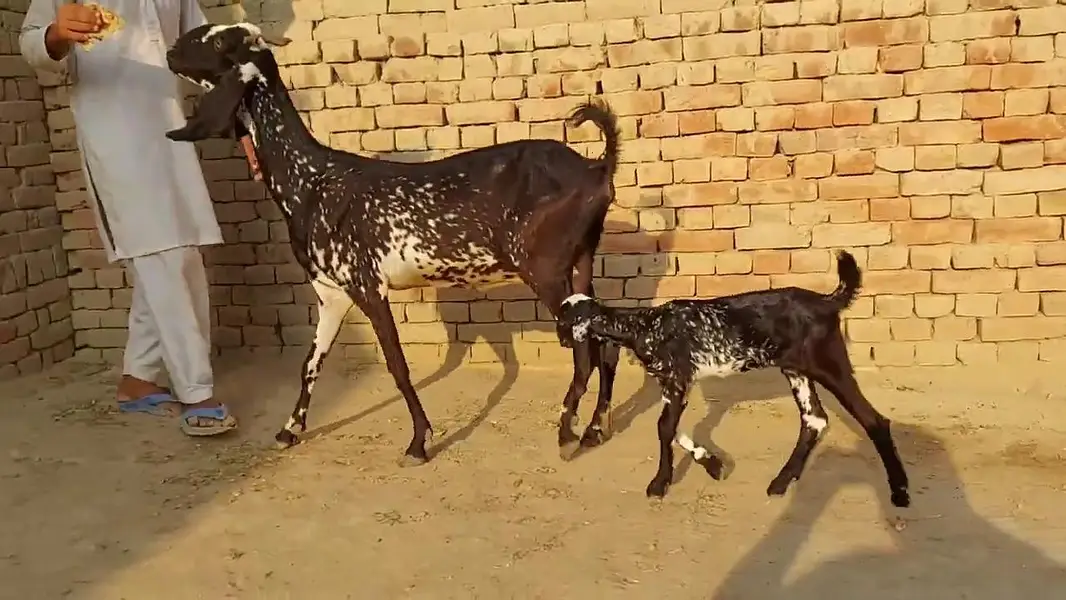 1 Bacchon Ka Sath Desi Bakri For Sale _ 03266651905 — photo 2