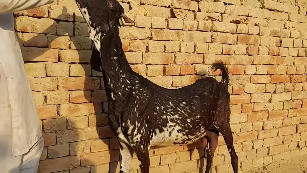 1 Bacchon Ka Sath Desi Bakri For Sale _ 03266651905 — photo 3
