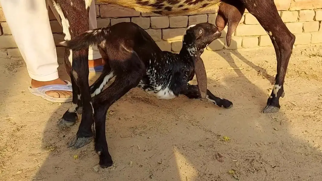 1 Bacchon Ka Sath Desi Bakri For Sale _ 03266651905 — photo 4