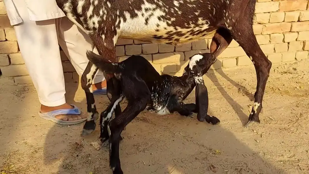 1 Bacchon Ka Sath Desi Bakri For Sale _ 03266651905 — photo 5