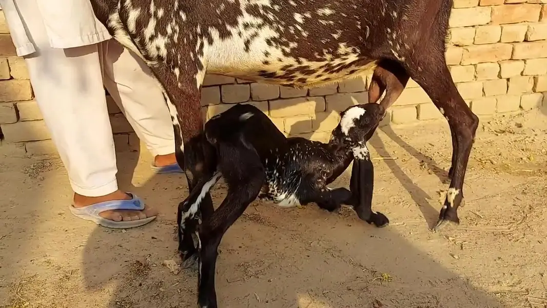 1 Bacchon Ka Sath Desi Bakri For Sale _ 03266651905 — photo 7