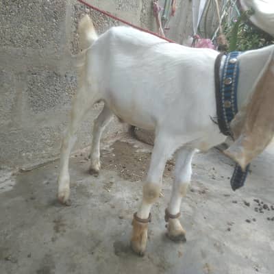 4 months bakra & 2 dant path