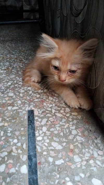 Persian