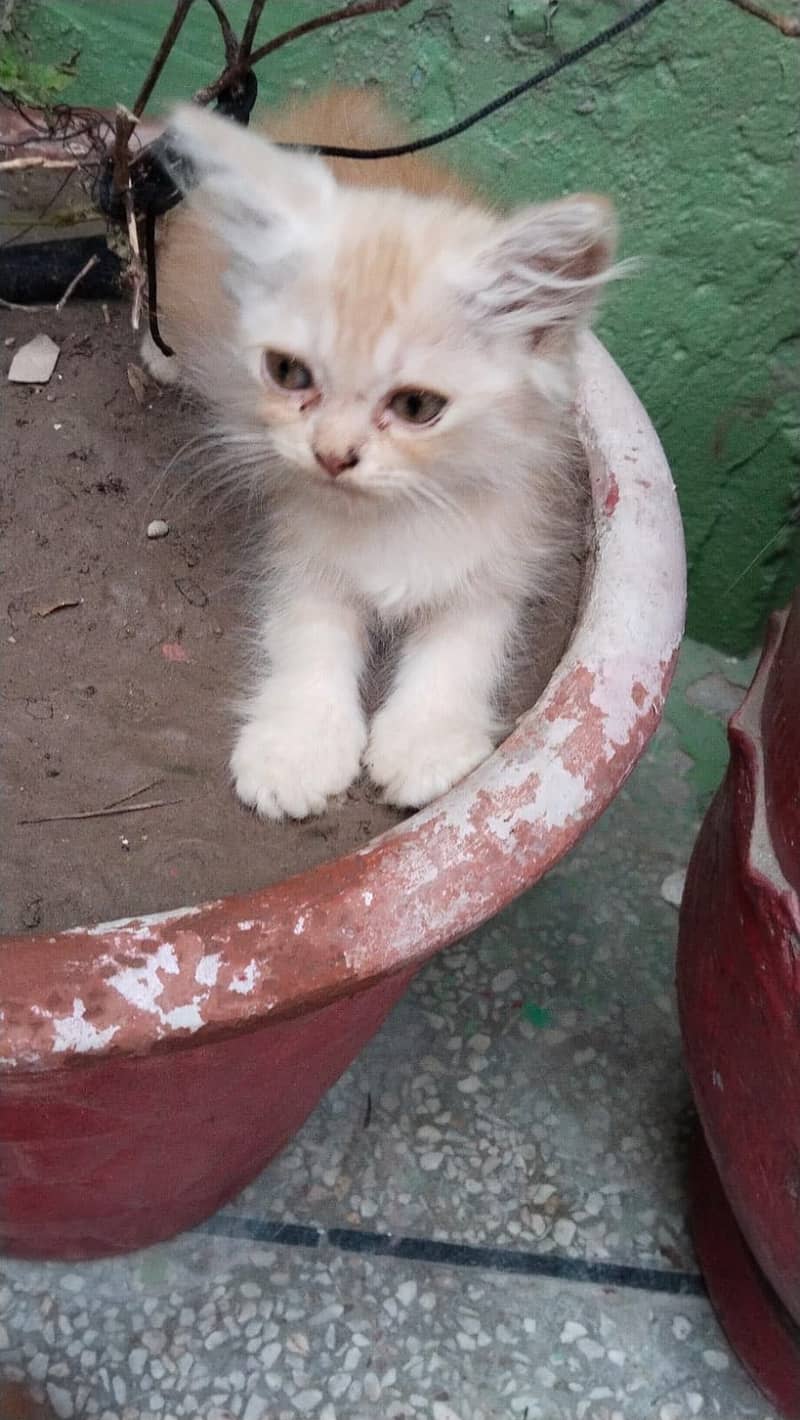 Persian 1