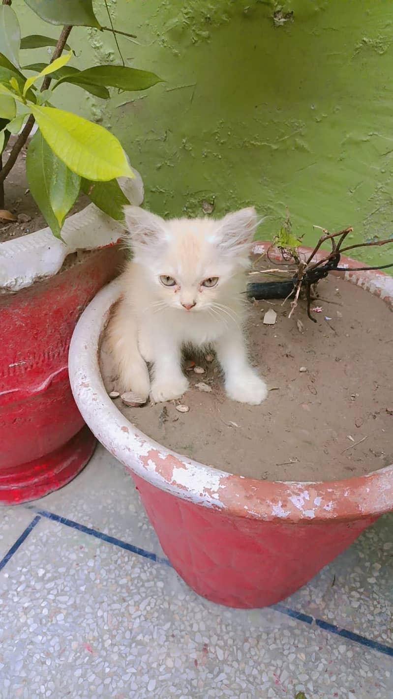 Persian 2