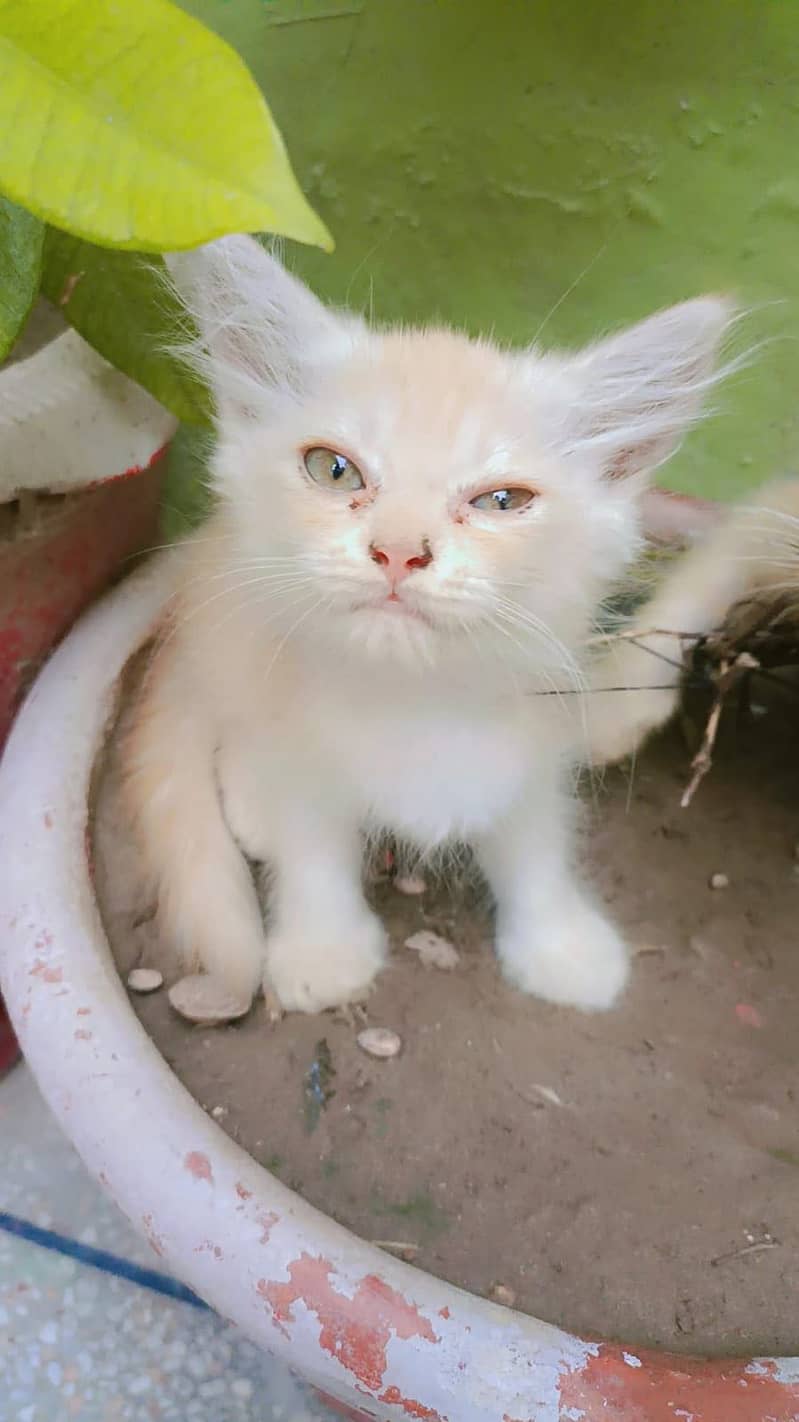 Persian 5