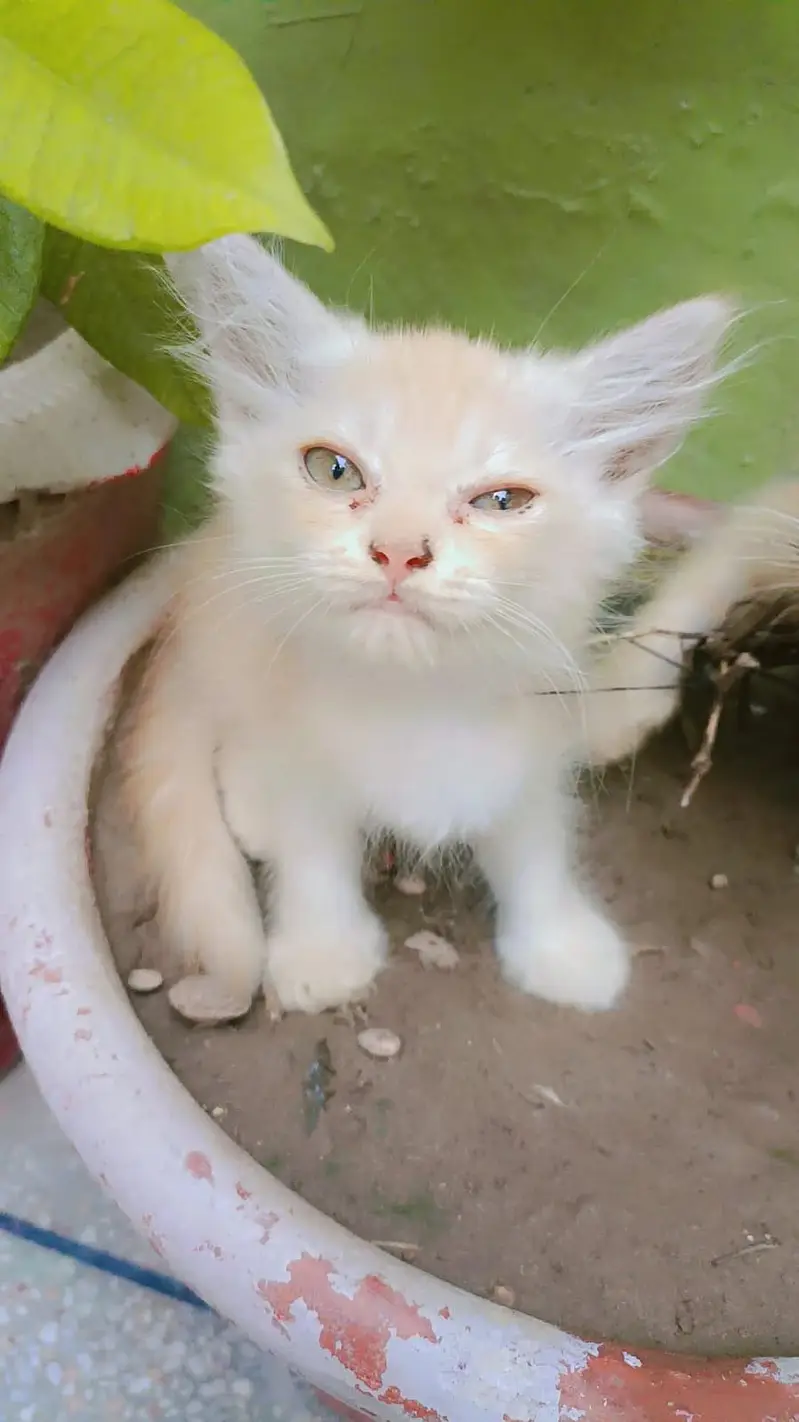 Persian — photo 6