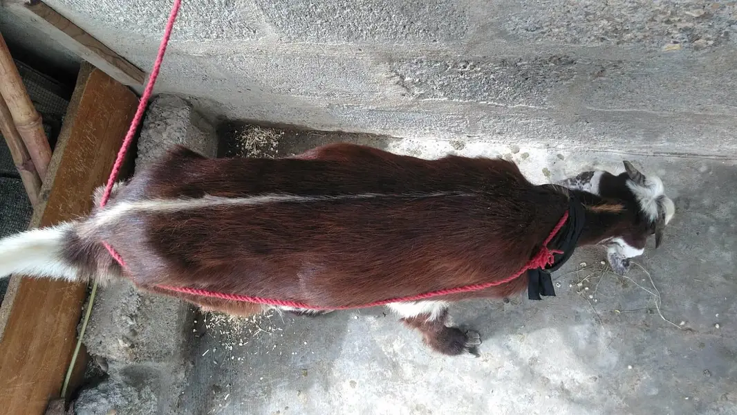 2 dant path 1 month gaban — photo 6