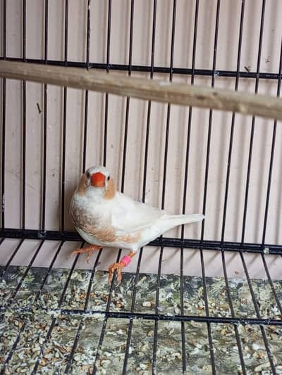 Isabel black chick Isabel pastel male