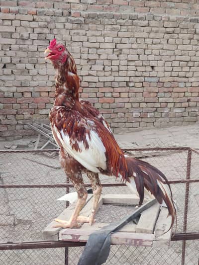 murga