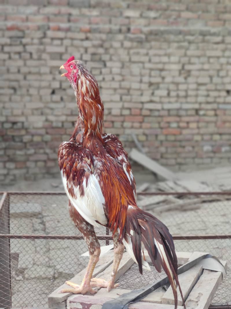 murga 2