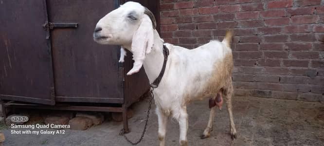 Desi teddy female for sale