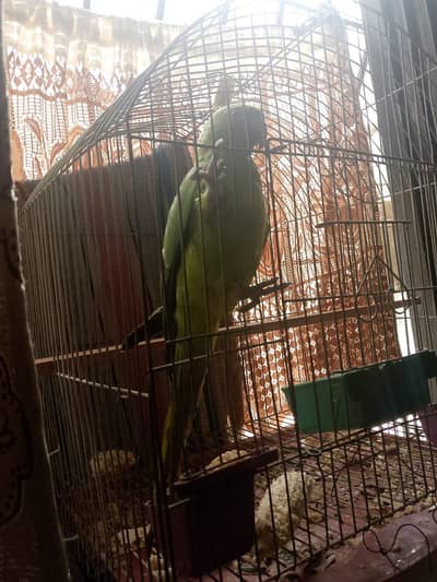 ringneck parrot