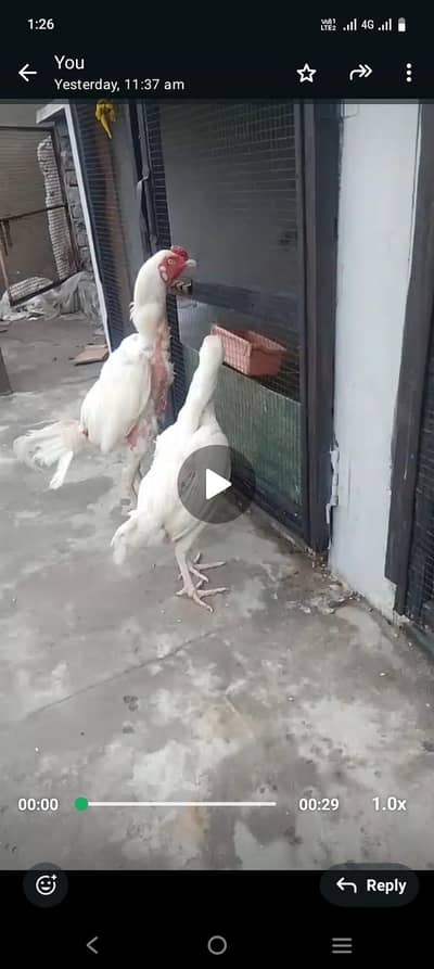 03287785524 Heera aseel . or sontol aseel pair available