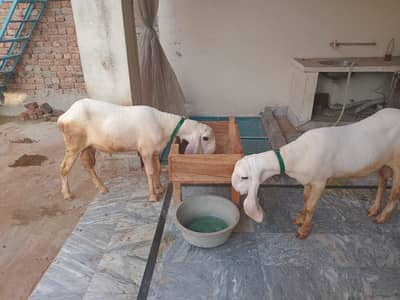 Pure Kajla chatra| sheep  kajla  |بکرا | mudra pair for sale