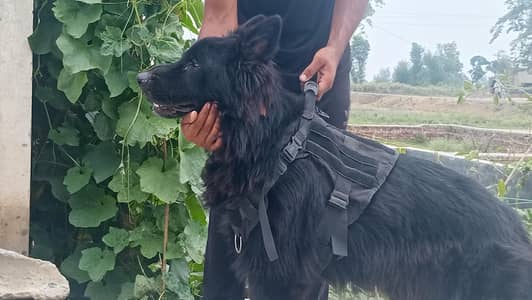 long haired black German shepherd pair