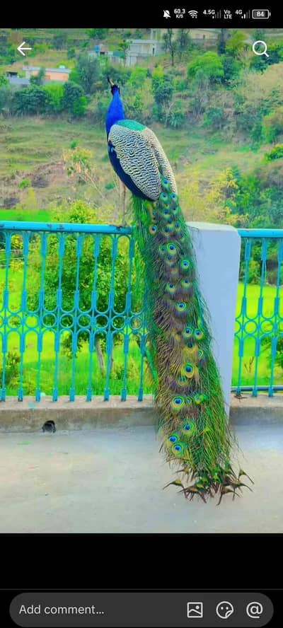 Shahzaib Hunjra 