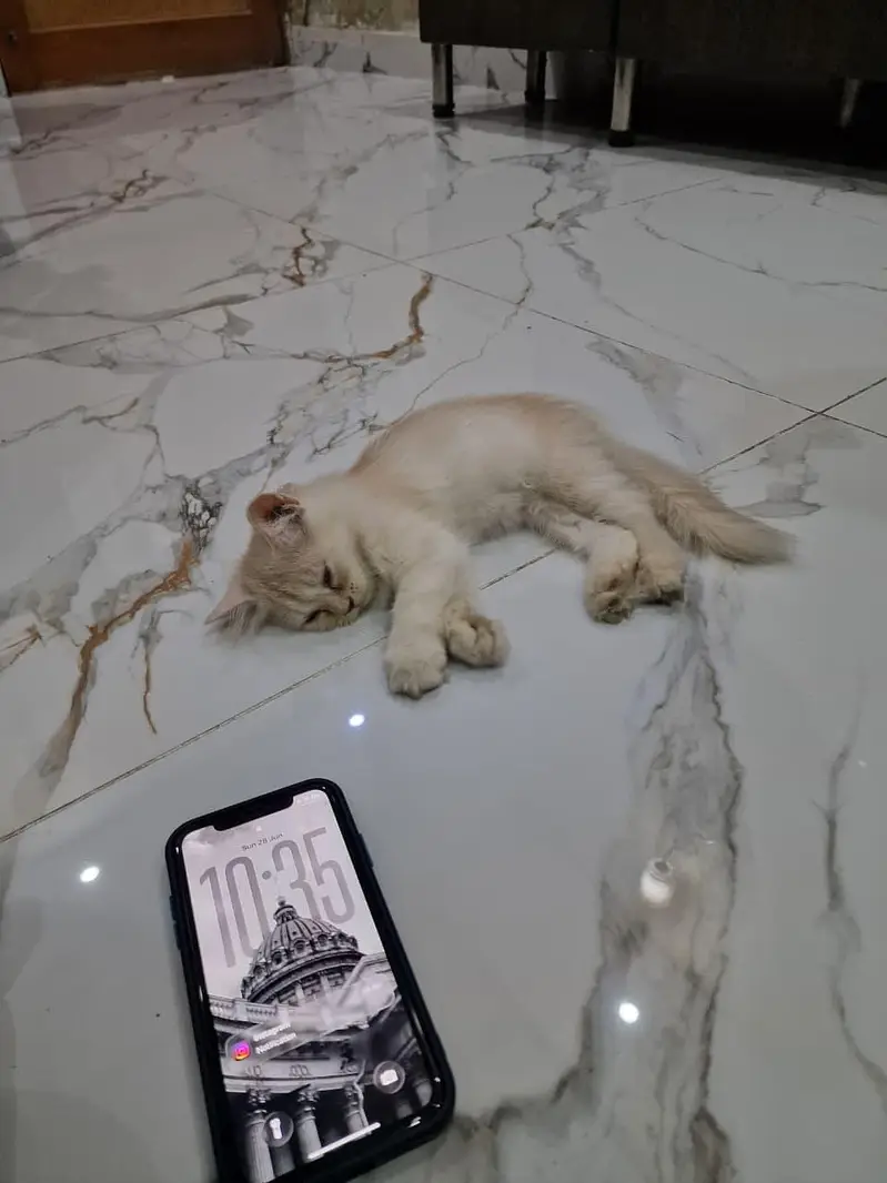 Selling Kittens — photo 2