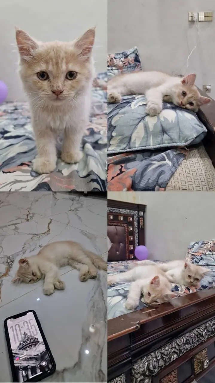 Selling Kittens — photo 3