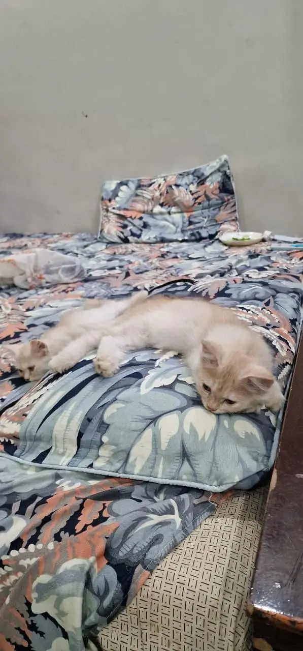 Selling Kittens — photo 4