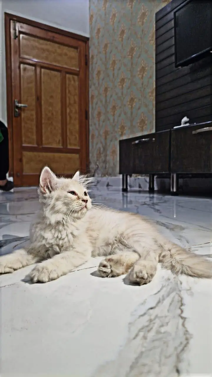 Selling Kittens — photo 5