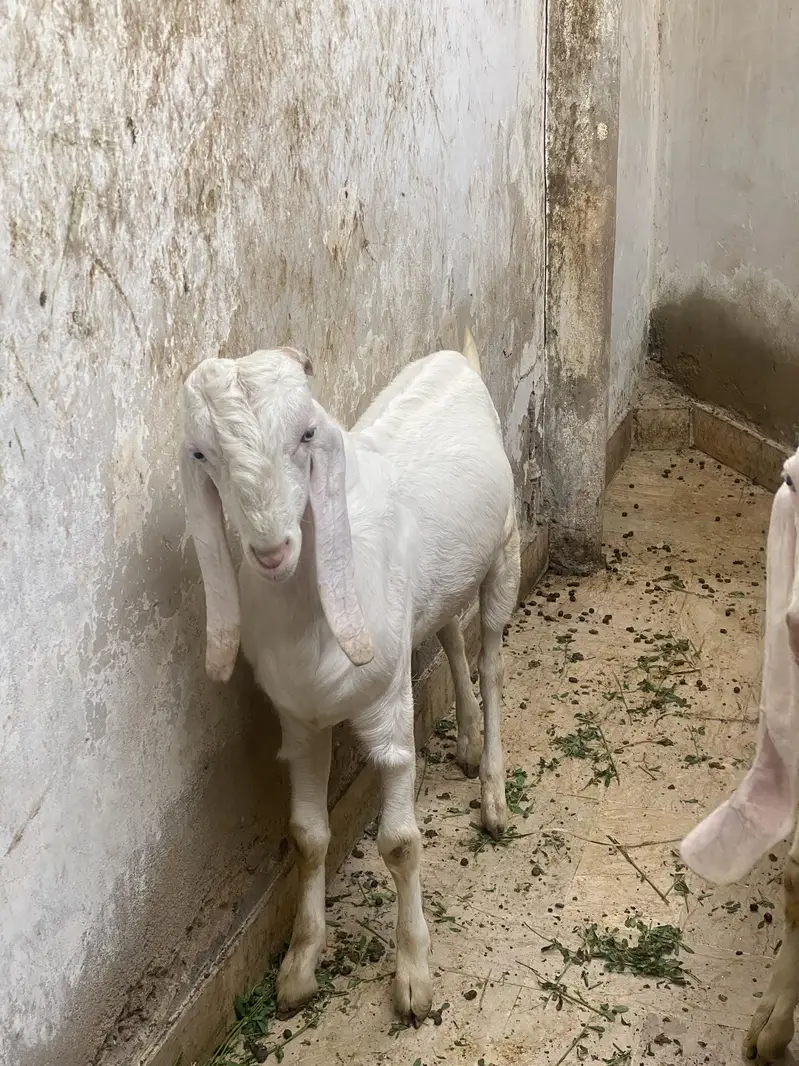 Gulabi/tapra bakra/bakri — photo 12