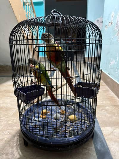 Pineapple Conure Birds Pair