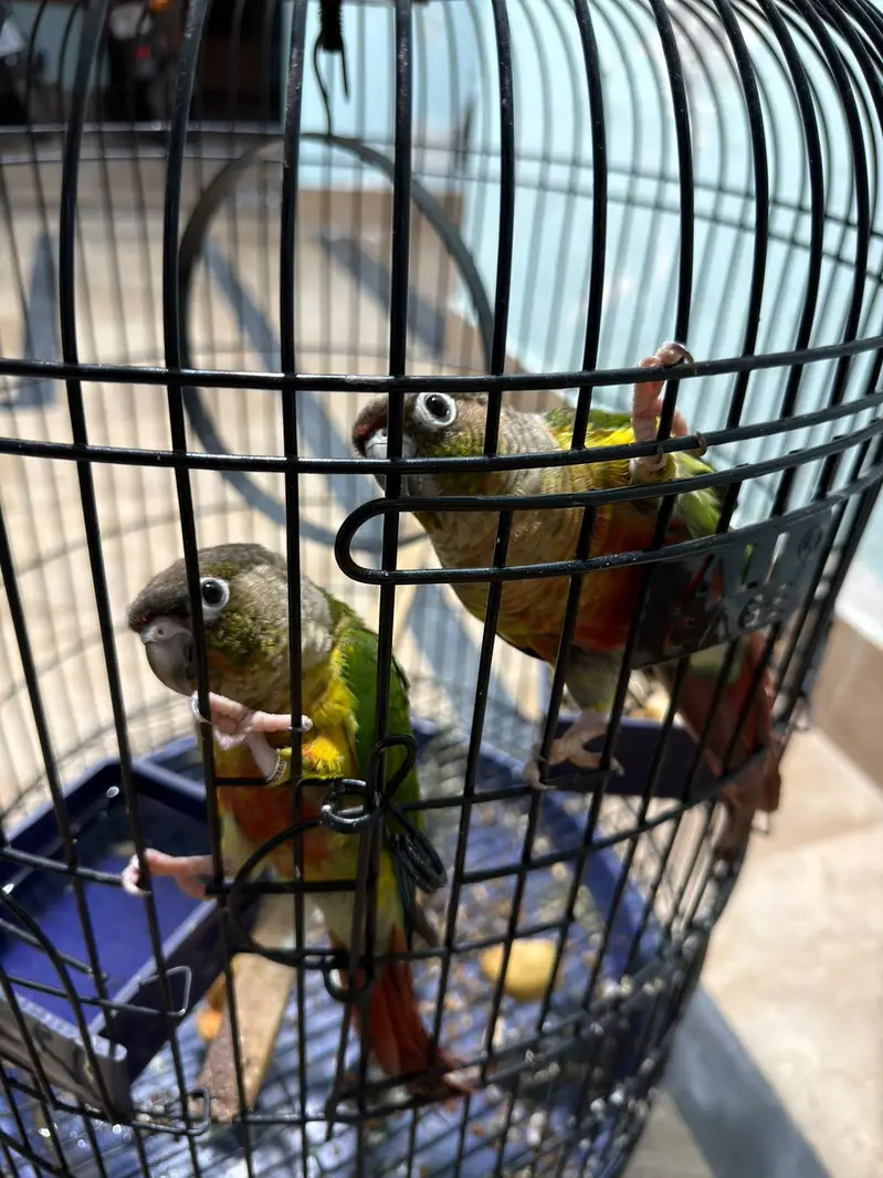 Pineapple Conure Birds Pair — photo 2