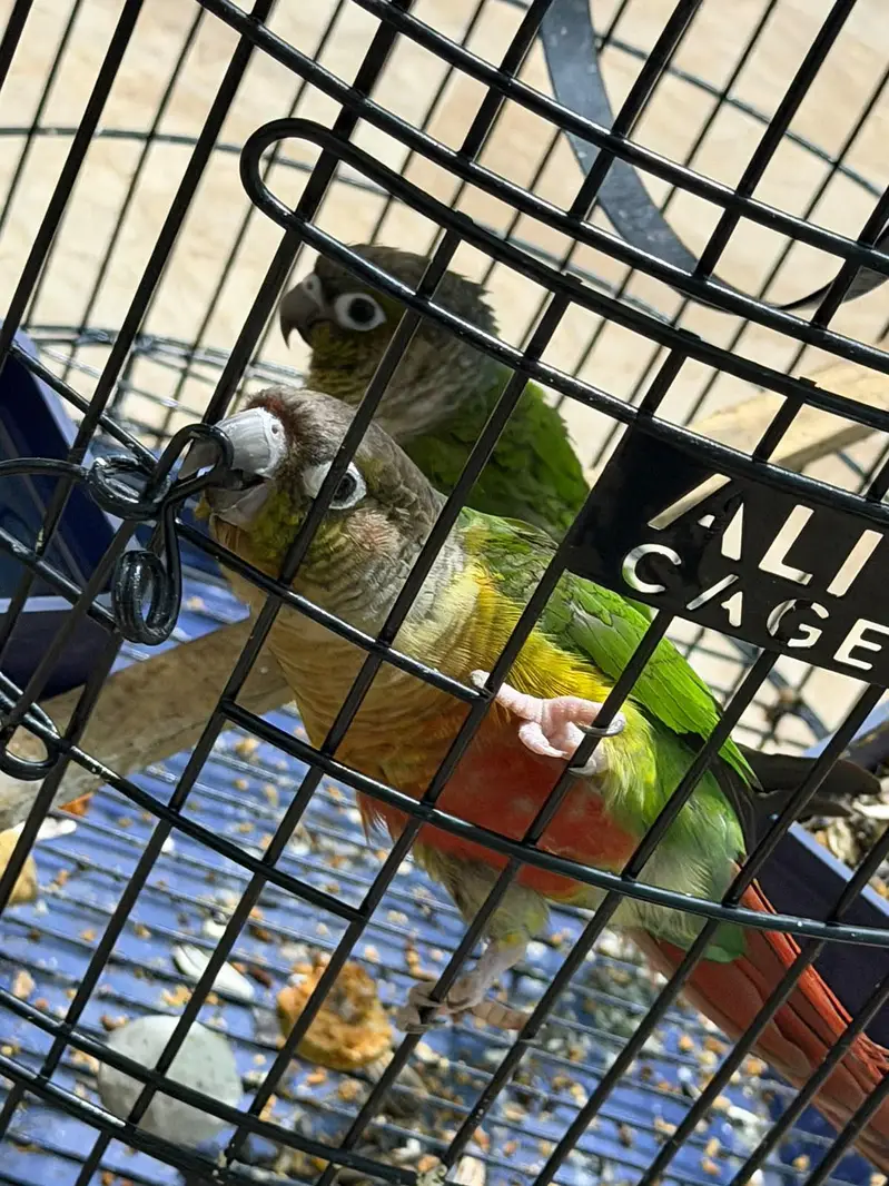 Pineapple Conure Birds Pair — photo 3
