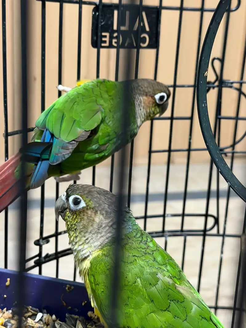 Pineapple Conure Birds Pair — photo 4
