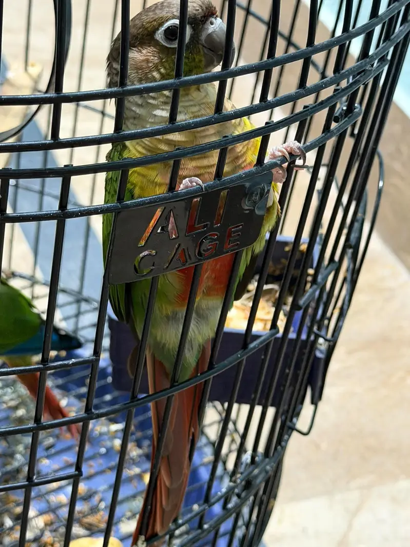 Pineapple Conure Birds Pair — photo 5